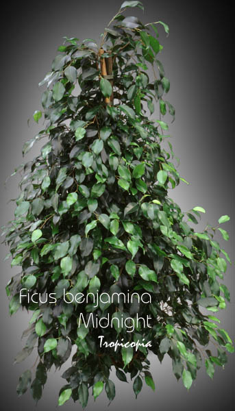 Ficus - Ficus benjamina 'Midnight' - Weeping fig